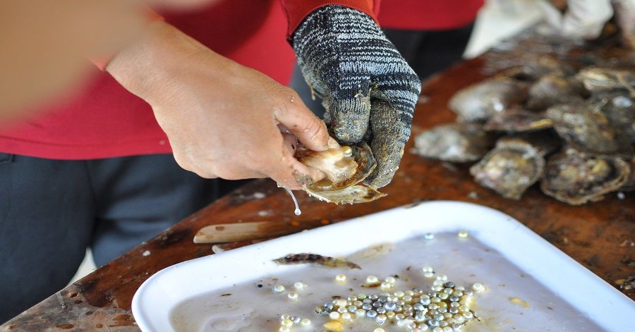 Phu Quoc has the best environment for mussels to live