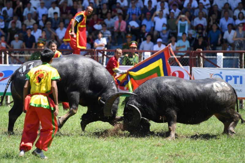 THE DO SON BUFFALO FIGHTING FESTIVAL