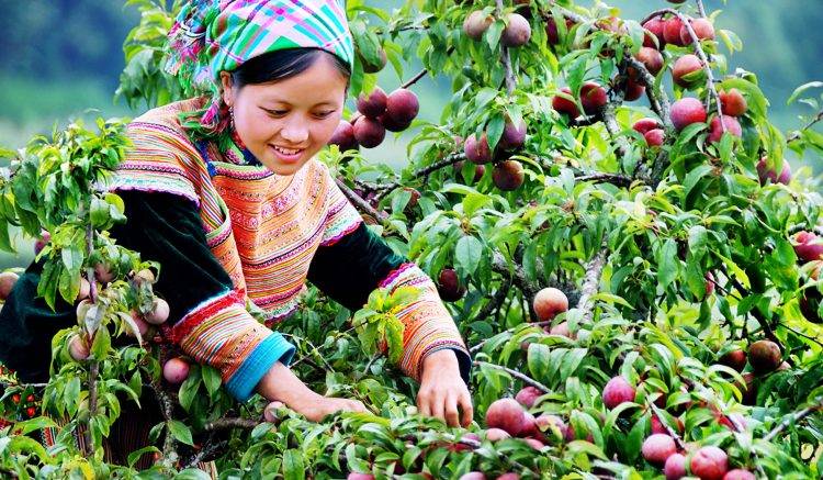 Bac Ha is famous for highland markets on Sundays, and the horse market is a part of the activities here