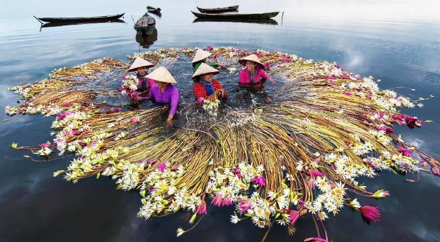 WATER LILY SEASON IN THE LONG AN FLOODPLAINS