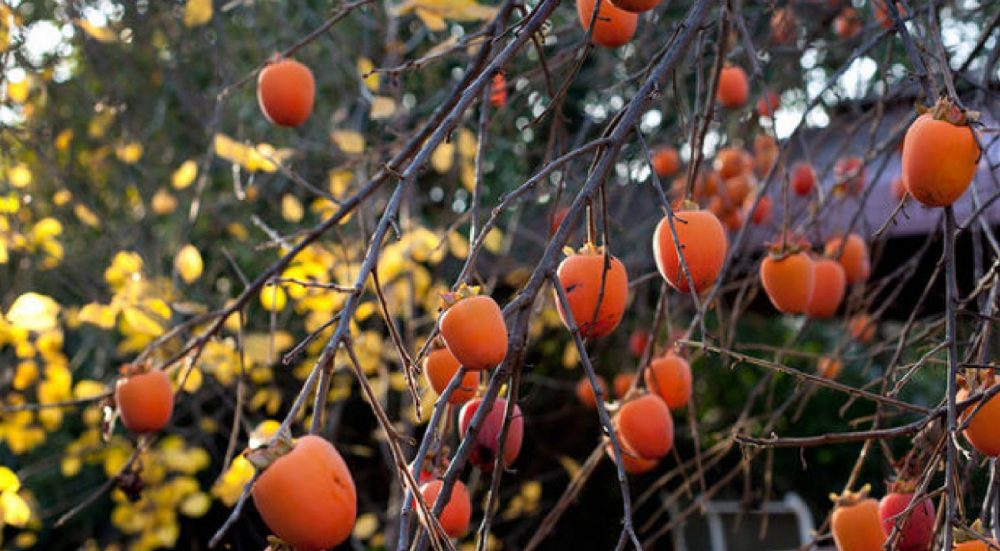 “FAIRYLIKE PERSIMMON GARDEN” IN DALAT