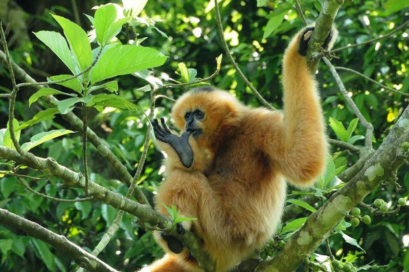 cuc-phuong-national-park-vietnam