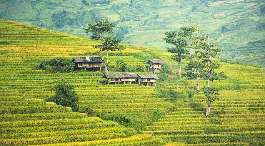 WONDERFUL SAPA TERRACED FIELDS