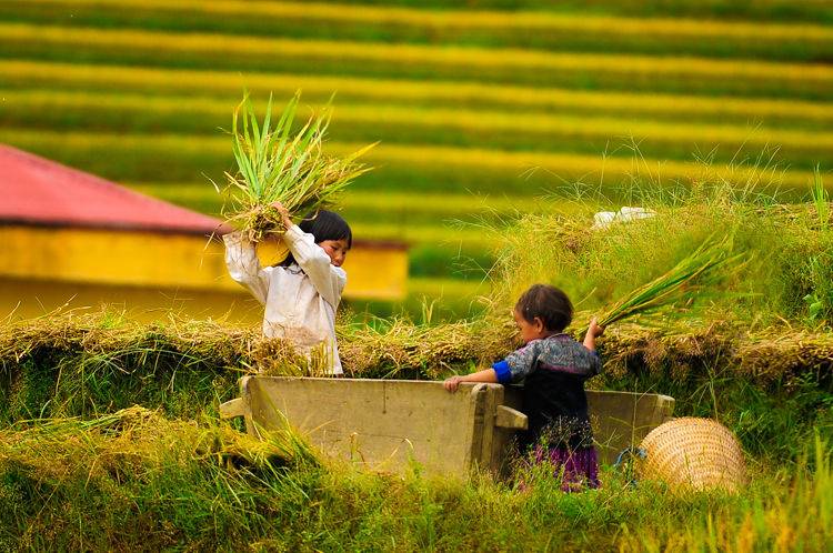 mu-cang-chai