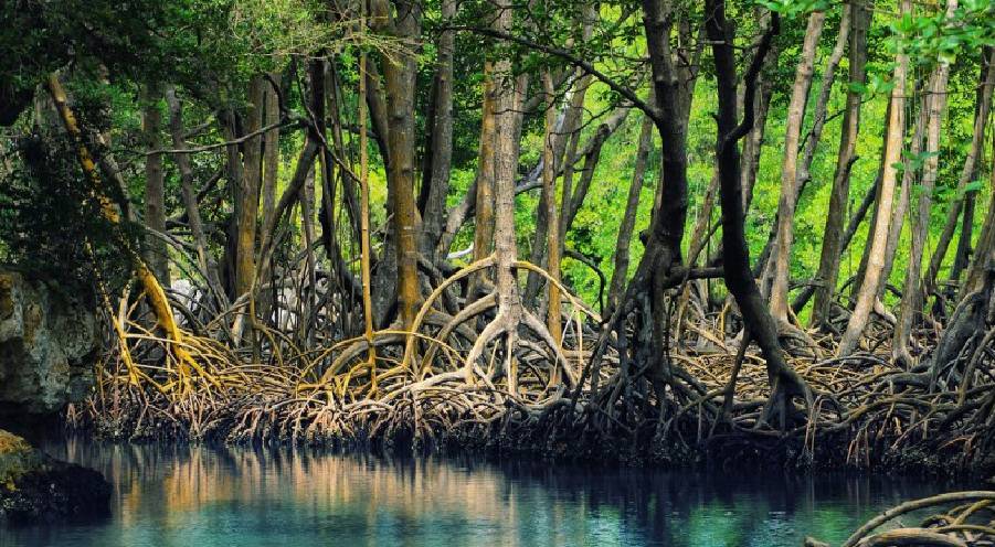 Nam Can mangrove forest – The second largest mangrove forest in the world
