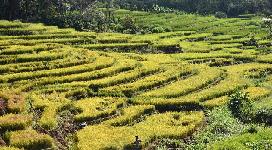 Noticeable leaf-vein-like terraced fields on Chu Se plateau, Gia Lai