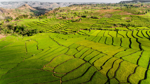 Noticeable leaf-vein-like-terraced-fields-12