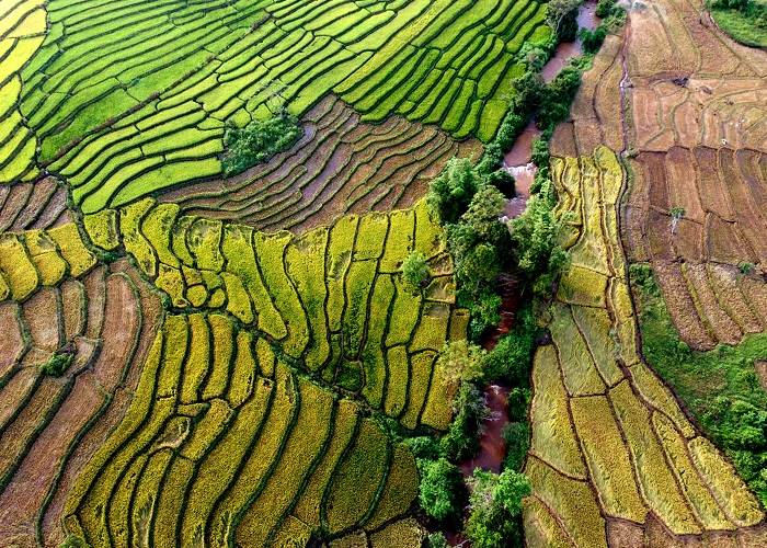 Noticeable leaf-vein-like-terraced-fields-12