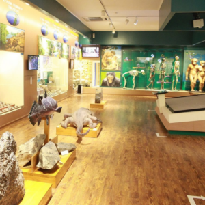 Vietnam National Museum of Nature - vnitourist