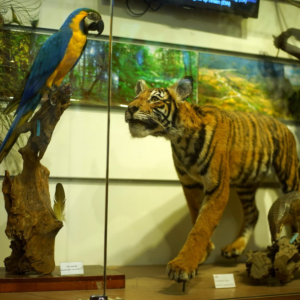 Vietnam National Museum of Nature - vnitourist