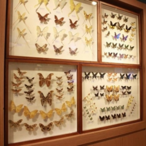 Vietnam National Museum of Nature - vnitourist
